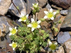 Saxifraga hariotii (Saxifragaceae)  - Saxifrage d'Hariot Hautes-Pyrenees [France] 10/07/2005 - 2200m