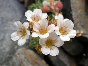 Saxifraga iratiana (Saxifragaceae)  - Saxifrage d'Irat Hautes-Pyrenees [France] 10/07/2005 - 2200m