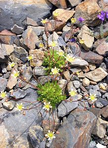 Saxifraga moschata (Saxifragaceae)  - Saxifrage musquée Hautes-Pyrenees [France] 10/07/2005 - 2200m