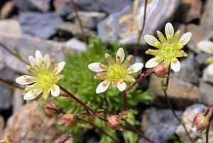 Saxifraga moschata (Saxifragaceae)  - Saxifrage musquée Hautes-Pyrenees [France] 10/07/2005 - 2200m