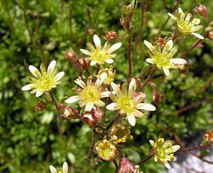 Saxifraga moschata (Saxifragaceae)  - Saxifrage musquée Hautes-Pyrenees [France] 10/07/2005 - 2200m