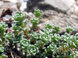 Saxifraga oppositifolia subsp. paradoxa (Saxifragaceae)  Hautes-Pyrenees [France] 10/07/2005 - 2200mici la subsp paradoxa, qui n'a pas les feuilles oppos?es