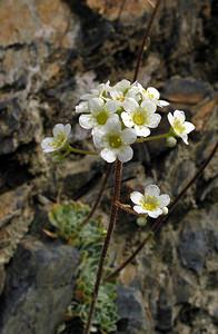 Saxifraga paniculata (Saxifragaceae)  - Saxifrage paniculée, Saxifrage aizoon - Livelong Saxifrage Haute-Ribagorce [Espagne] 08/07/2005 - 2040m