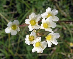 Saxifraga paniculata (Saxifragaceae)  - Saxifrage paniculée, Saxifrage aizoon - Livelong Saxifrage Sobrarbe [Espagne] 09/07/2005 - 1640m