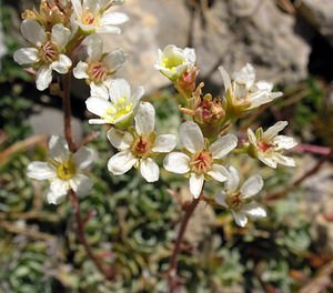 Saxifraga paniculata (Saxifragaceae)  - Saxifrage paniculée, Saxifrage aizoon - Livelong Saxifrage Sobrarbe [Espagne] 09/07/2005 - 1640m