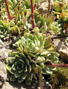Saxifraga paniculata (Saxifragaceae)  - Saxifrage paniculée, Saxifrage aizoon - Livelong Saxifrage Sobrarbe [Espagne] 09/07/2005 - 1640m