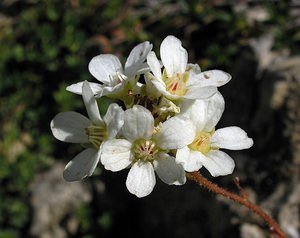 Saxifraga paniculata (Saxifragaceae)  - Saxifrage paniculée, Saxifrage aizoon - Livelong Saxifrage Sobrarbe [Espagne] 09/07/2005 - 1640m