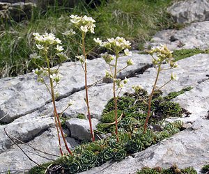 Saxifraga paniculata (Saxifragaceae)  - Saxifrage paniculée, Saxifrage aizoon - Livelong Saxifrage Sobrarbe [Espagne] 09/07/2005 - 1640m