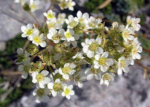 Saxifraga paniculata (Saxifragaceae)  - Saxifrage paniculée, Saxifrage aizoon - Livelong Saxifrage Sobrarbe [Espagne] 09/07/2005 - 1640m