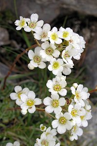 Saxifraga paniculata (Saxifragaceae)  - Saxifrage paniculée, Saxifrage aizoon - Livelong Saxifrage Sobrarbe [Espagne] 09/07/2005 - 1640m