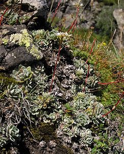 Saxifraga paniculata (Saxifragaceae)  - Saxifrage paniculée, Saxifrage aizoon - Livelong Saxifrage Hautes-Pyrenees [France] 12/07/2005 - 1890m