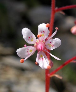 Saxifraga umbrosa (Saxifragaceae)  - Saxifrage des lieux ombragés, Saxifrage des ombrages, Saxifrage de l'ombre - Pyrenean Saxifrage Haute-Ribagorce [Espagne] 09/07/2005 - 2040m