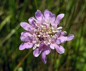 Scabiosa lucida (Caprifoliaceae)  - Scabieuse luisante Kent [Royaume-Uni] 20/07/2005 - 110m