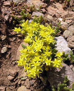 Sedum acre (Crassulaceae)  - Orpin âcre, Poivre de muraille, Vermiculaire, Poivre des murailles - Biting Stonecrop Sobrarbe [Espagne] 09/07/2005 - 1640m