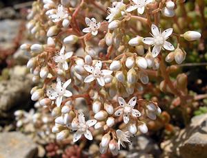 Sedum album (Crassulaceae)  - Orpin blanc - White Stonecrop Sobrarbe [Espagne] 09/07/2005 - 1640m