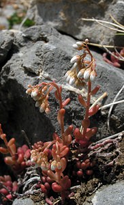 Sedum album (Crassulaceae)  - Orpin blanc - White Stonecrop Sobrarbe [Espagne] 09/07/2005 - 1640m