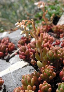 Sedum album (Crassulaceae)  - Orpin blanc - White Stonecrop Sobrarbe [Espagne] 09/07/2005 - 1640m