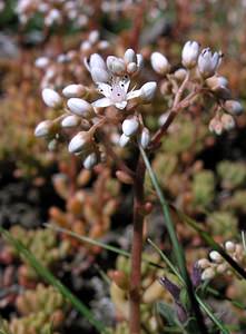 Sedum album (Crassulaceae)  - Orpin blanc - White Stonecrop Hautes-Pyrenees [France] 11/07/2005 - 1600m