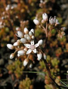 Sedum album (Crassulaceae)  - Orpin blanc - White Stonecrop Hautes-Pyrenees [France] 11/07/2005 - 1600m