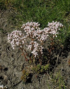 Sedum album (Crassulaceae)  - Orpin blanc - White Stonecrop Hautes-Pyrenees [France] 11/07/2005 - 1600m