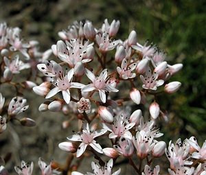 Sedum album (Crassulaceae)  - Orpin blanc - White Stonecrop Hautes-Pyrenees [France] 11/07/2005 - 1600m