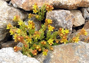 Sedum alpestre (Crassulaceae)  - Orpin alpestre, Orpin des Alpes Hautes-Pyrenees [France] 10/07/2005 - 2200m