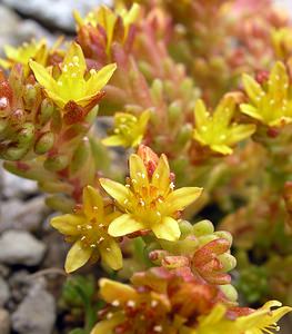 Sedum alpestre (Crassulaceae)  - Orpin alpestre, Orpin des Alpes Hautes-Pyrenees [France] 10/07/2005 - 2200m