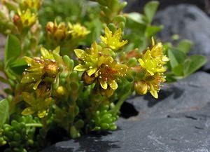 Sedum alpestre (Crassulaceae)  - Orpin alpestre, Orpin des Alpes Hautes-Pyrenees [France] 10/07/2005 - 2200m