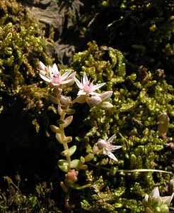 Sedum anglicum (Crassulaceae)  - Orpin d'Angleterre, Orpin anglais - English Stonecrop Hautes-Pyrenees [France] 10/07/2005 - 1290m