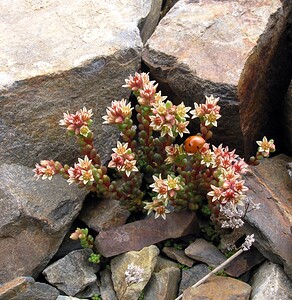 Sedum atratum subsp. atratum (Crassulaceae)  - Orpin noirâtre Hautes-Pyrenees [France] 10/07/2005 - 2200m