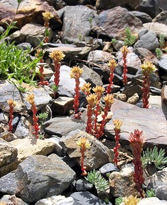 Sedum atratum subsp. atratum (Crassulaceae)  - Orpin noirâtre Hautes-Pyrenees [France] 10/07/2005 - 2200m