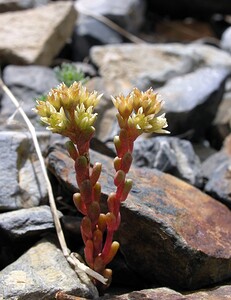 Sedum atratum subsp. atratum (Crassulaceae)  - Orpin noirâtre Hautes-Pyrenees [France] 10/07/2005 - 2200m