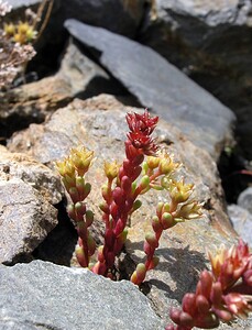 Sedum atratum subsp. atratum (Crassulaceae)  - Orpin noirâtre Hautes-Pyrenees [France] 10/07/2005 - 2200m