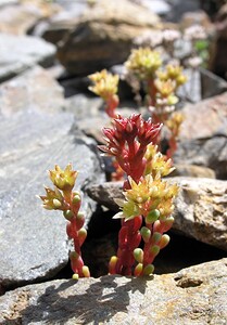 Sedum atratum subsp. atratum (Crassulaceae)  - Orpin noirâtre Hautes-Pyrenees [France] 10/07/2005 - 2200m