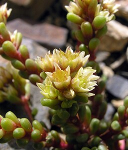 Sedum atratum subsp. atratum (Crassulaceae)  - Orpin noirâtre Hautes-Pyrenees [France] 10/07/2005 - 2200m