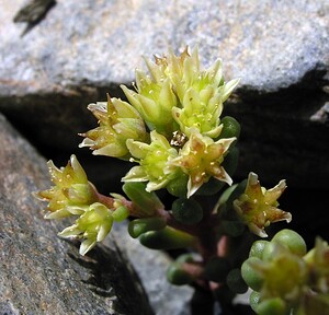 Sedum atratum subsp. atratum (Crassulaceae)  - Orpin noirâtre Hautes-Pyrenees [France] 10/07/2005 - 2200m