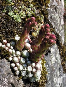 Sempervivum arachnoideum (Crassulaceae)  - Joubarbe toile-d'araignée - Cobweb House-leek Hautes-Pyrenees [France] 10/07/2005 - 1290m