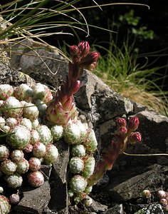 Sempervivum arachnoideum (Crassulaceae)  - Joubarbe toile-d'araignée - Cobweb House-leek Hautes-Pyrenees [France] 10/07/2005 - 1290m