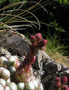 Sempervivum arachnoideum (Crassulaceae)  - Joubarbe toile-d'araignée - Cobweb House-leek Hautes-Pyrenees [France] 10/07/2005 - 1290m