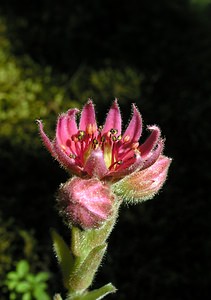 Sempervivum montanum (Crassulaceae)  - Joubarbe des montagnes - Mountain House-leek Hautes-Pyrenees [France] 10/07/2005 - 1290m