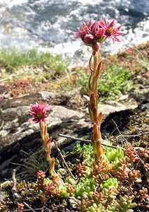 Sempervivum montanum (Crassulaceae)  - Joubarbe des montagnes - Mountain House-leek Hautes-Pyrenees [France] 10/07/2005 - 1290m