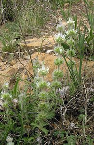 Sideritis hirsuta (Lamiaceae)  - Crapaudine hirsute, Crapaudine velue, Crapaudine hérissée Ribagorce [Espagne] 09/07/2005 - 1330m