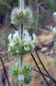 Sideritis hirsuta (Lamiaceae)  - Crapaudine hirsute, Crapaudine velue, Crapaudine hérissée Ribagorce [Espagne] 09/07/2005 - 1330m