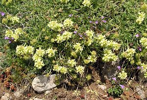 Sideritis hyssopifolia (Lamiaceae)  - Crapaudine à feuilles d'hysope, Thé des montagnes Sobrarbe [Espagne] 09/07/2005 - 1640m