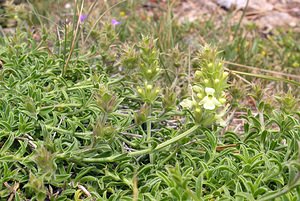 Sideritis hyssopifolia (Lamiaceae)  - Crapaudine à feuilles d'hysope, Thé des montagnes Sobrarbe [Espagne] 09/07/2005 - 1640m