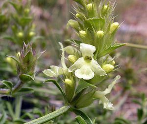 Sideritis hyssopifolia (Lamiaceae)  - Crapaudine à feuilles d'hysope, Thé des montagnes Sobrarbe [Espagne] 09/07/2005 - 1640m