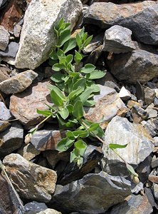 Silene vulgaris (Caryophyllaceae)  - Silène commun, Silène enflé, Tapotte - Bladder Campion Hautes-Pyrenees [France] 10/07/2005 - 2200m