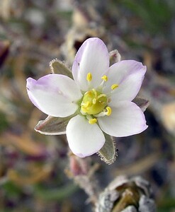 Spergularia media (Caryophyllaceae)  - Spergulaire moyenne, Spergulaire marginée, Spargoute moyenne - Greater Sea-spurrey Kent [Royaume-Uni] 21/07/2005 - 10m