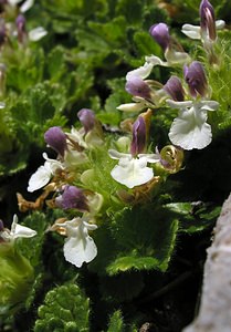 Teucrium pyrenaicum (Lamiaceae)  - Germandrée des Pyrénées Sobrarbe [Espagne] 09/07/2005 - 1640m