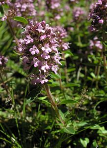 Thymus pulegioides (Lamiaceae)  - Thym faux pouliot, Thym commun, Serpolet faux pouliot - Large Thyme Ariege [France] 06/07/2005 - 1640m